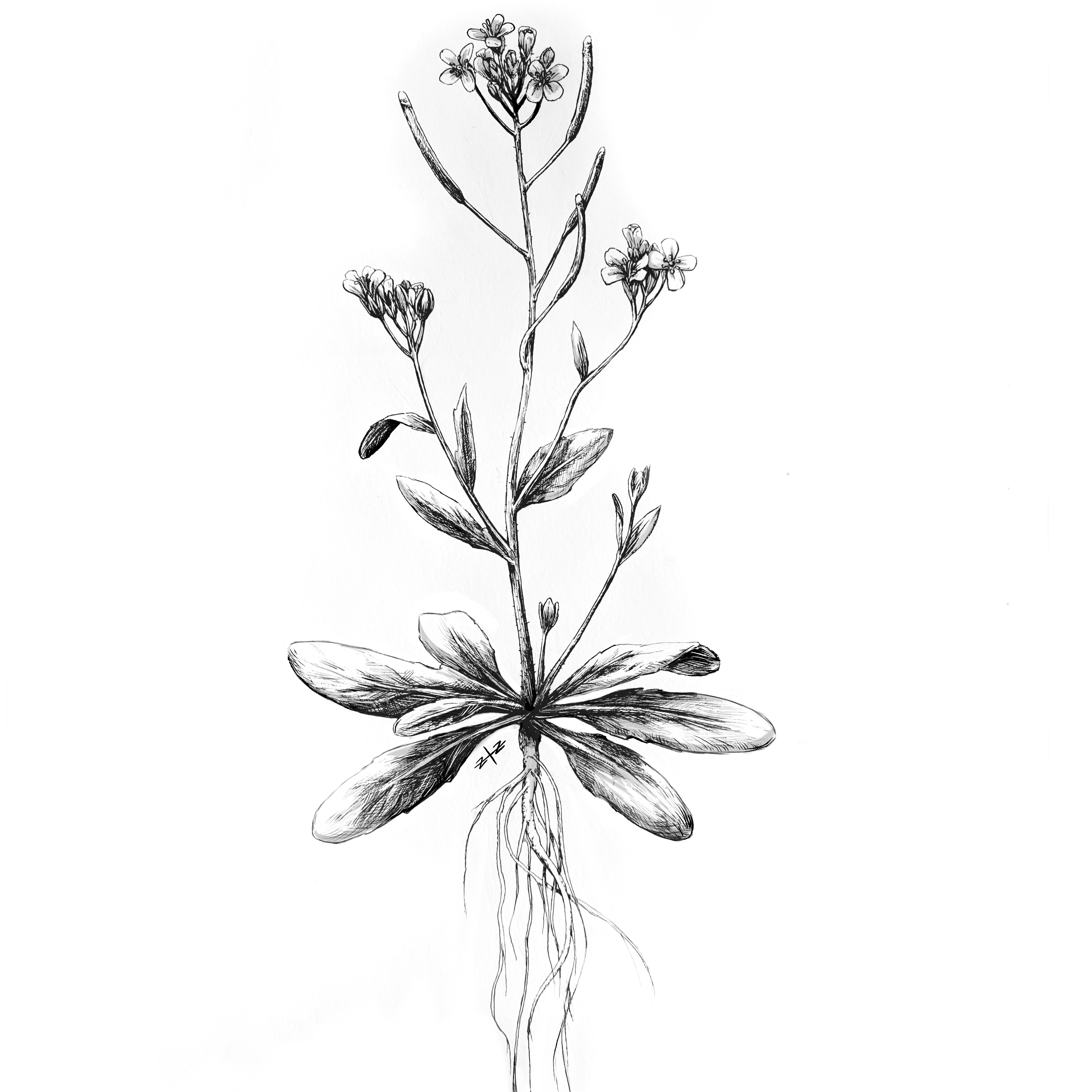 Arabidopsis graphic by Zoe Zorn CC BY 4.0
