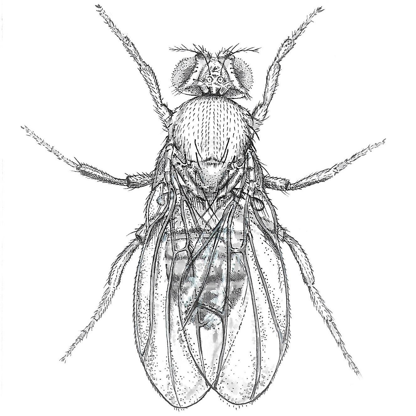 Drosophila graphic by Zoe Zorn CC BY 4.0