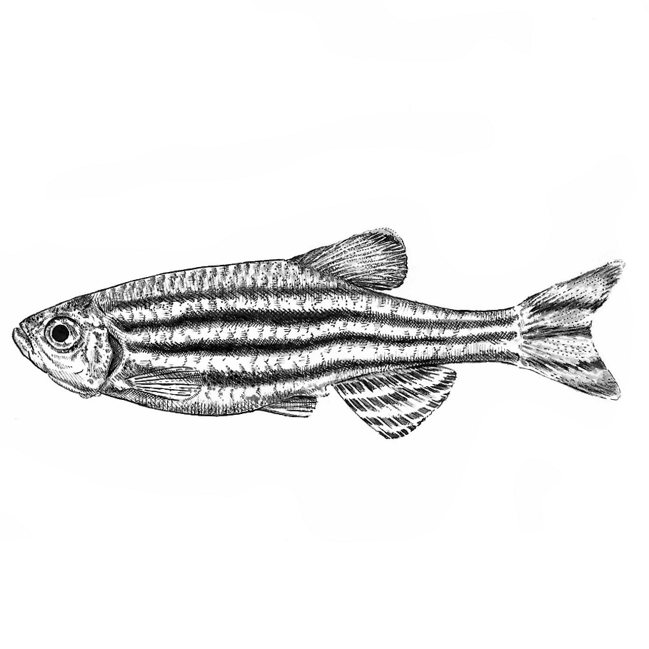 Zebrafish graphic by Zoe Zorn CC BY 4.0